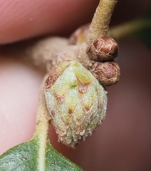 Andricus quercusfoliatus