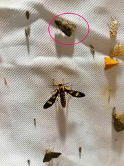 Spodoptera frugiperda