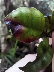 Austropuccinia psidii