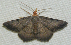 Macaria transitaria