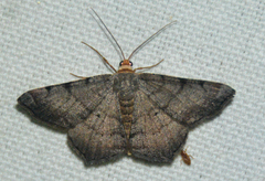 Macaria transitaria