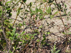 Libellula forensis