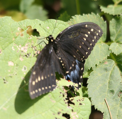 Papilio polyxenes asterius