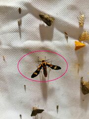 Phoenicoprocta hampsonii