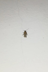 Blastobasidae