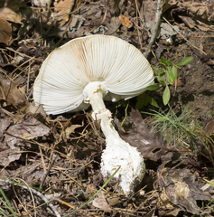 Amanita abrupta