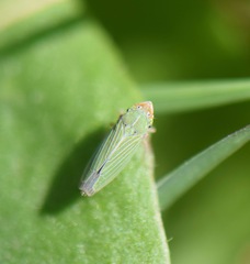Xyphon reticulatum