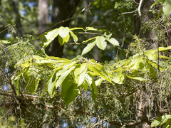 Oxydendrum arboreum