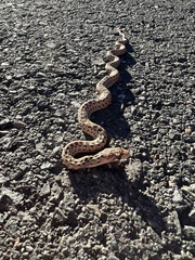 Pituophis catenifer catenifer