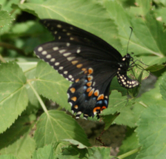 Papilio polyxenes asterius