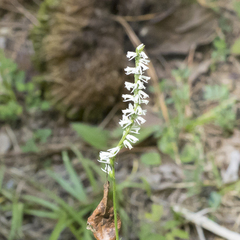 Spiranthes lacera