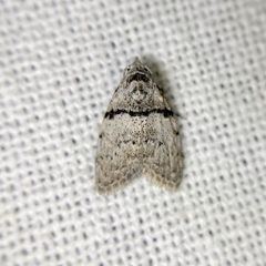 Nola pygmaeodes