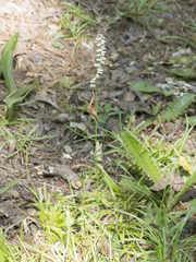 Spiranthes lacera