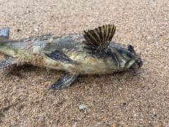 Aplodactylus lophodon