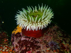 Urticina piscivora