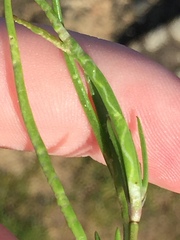 Liriomyza chenopodii