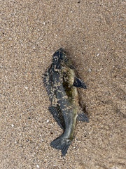 Aplodactylus lophodon