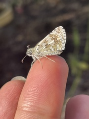 Burnsius communis