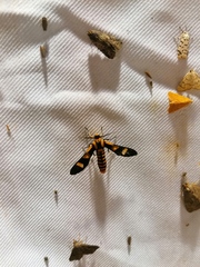 Phoenicoprocta hampsonii