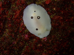 Diaulula sandiegensis