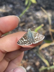 Burnsius communis