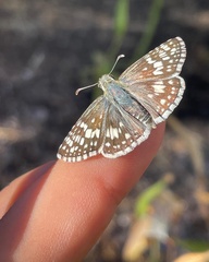 Burnsius communis
