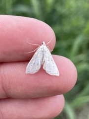 Elophila