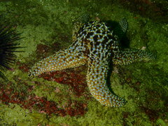 Pisaster giganteus