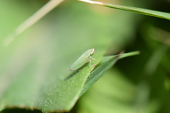 Xyphon reticulatum