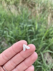 Elophila