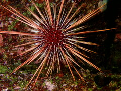 Mesocentrotus franciscanus