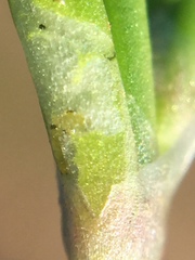 Liriomyza chenopodii