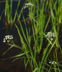 Cicuta maculata