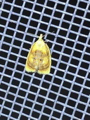 Acleris curvalana