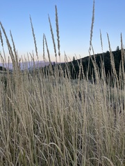 Leymus cinereus