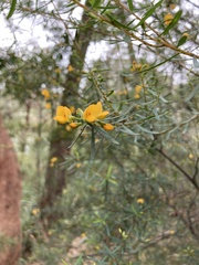 Mirbelieae