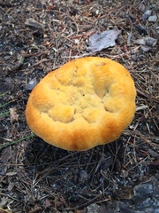 Aurantiporus croceus