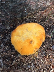 Aurantiporus croceus