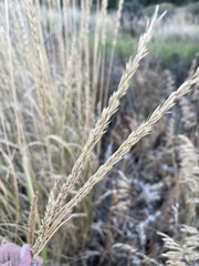 Leymus cinereus