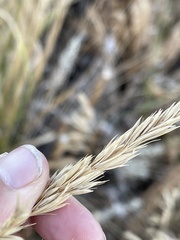 Leymus cinereus