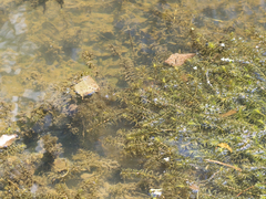 Potamogeton crispus