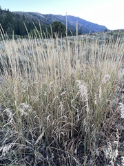 Leymus cinereus