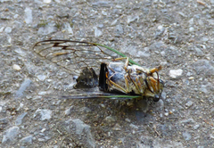 Neotibicen