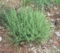 Amaranthus albus