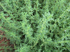 Amaranthus albus