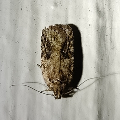Agonopterix pulvipennella