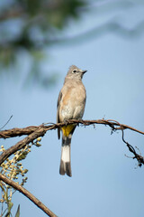 Ptiliogonys cinereus