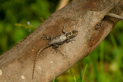 Sceloporus