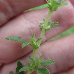 Amaranthus albus