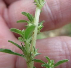 Amaranthus albus
